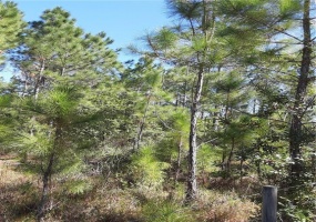 SALYERS ROAD, CLERMONT, Florida 34714, ,Land,For Sale,SALYERS,G5035346