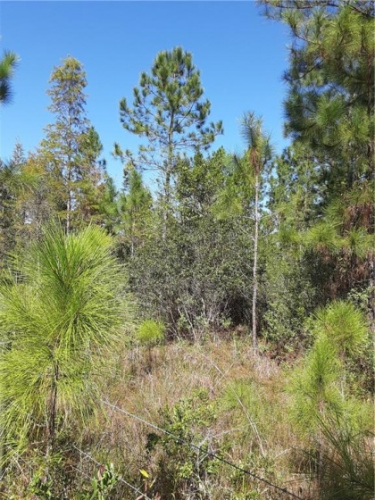 SALYERS ROAD, CLERMONT, Florida 34714, ,Land,For Sale,SALYERS,G5035346