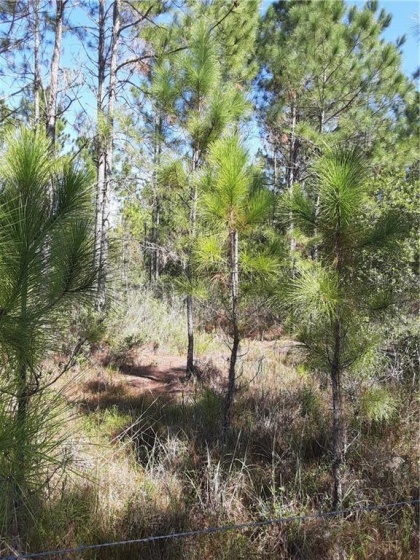 SALYERS ROAD, CLERMONT, Florida 34714, ,Land,For Sale,SALYERS,G5035346