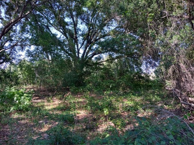 CHERRY LAKE ROAD, GROVELAND, Florida 34736, ,Land,For Sale,CHERRY LAKE,G5042367