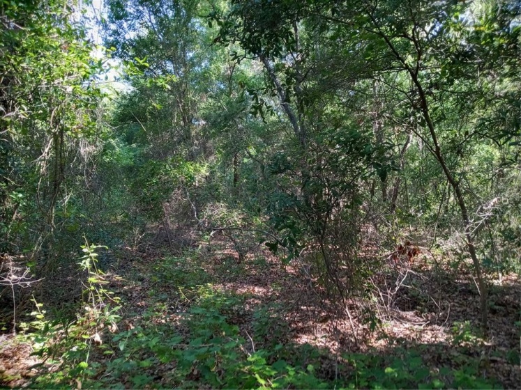 CHERRY LAKE ROAD, GROVELAND, Florida 34736, ,Land,For Sale,CHERRY LAKE,G5042367