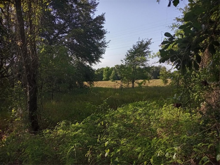 CHERRY LAKE ROAD, GROVELAND, Florida 34736, ,Land,For Sale,CHERRY LAKE,G5042367