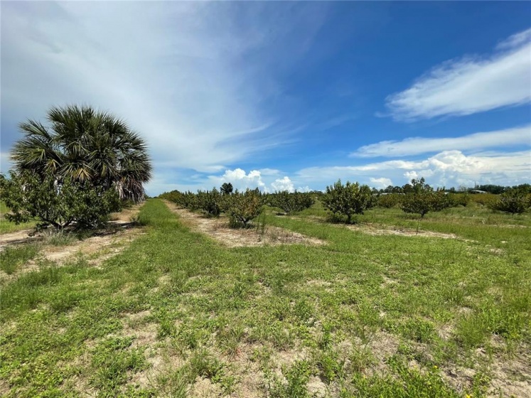 CLERMONT, Florida 34711, ,Land,For Sale,G5043874
