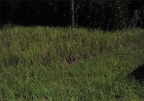 0 LOCUST LANE, OCALA, Florida 34472, ,Land,For Sale,LOCUST,OM626576