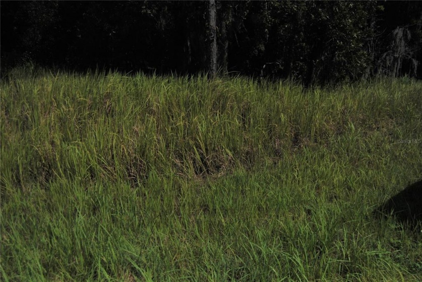 0 LOCUST LANE, OCALA, Florida 34472, ,Land,For Sale,LOCUST,OM626576