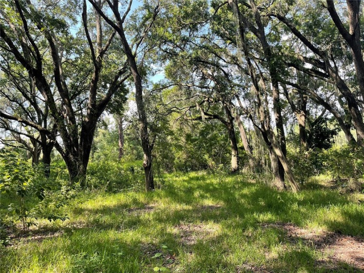 STATE ROAD 19, GROVELAND, Florida 34736, ,Land,For Sale,STATE ROAD 19,O5970936