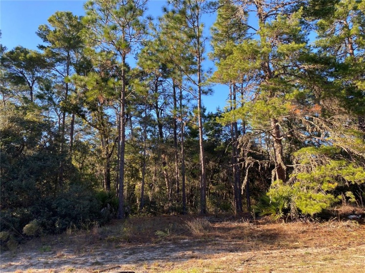 153RD LANE ROAD, OCALA, Florida 34473, ,Land,For Sale,153RD LANE,O5972528