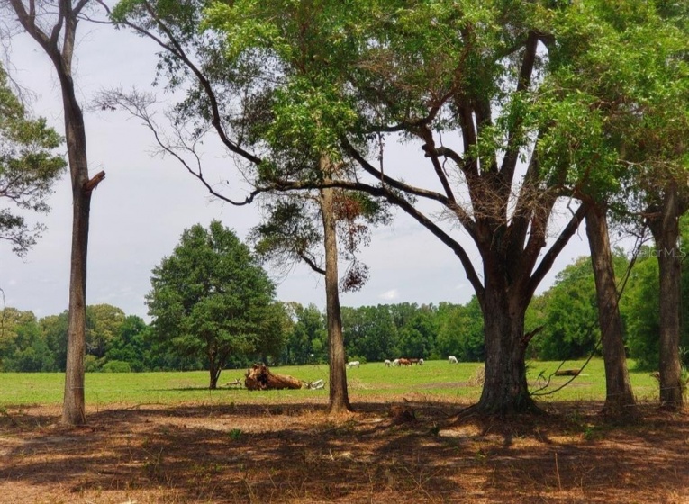 30TH AVENUE, OCALA, Florida 34482, ,Land,For Sale,30TH,OM628914