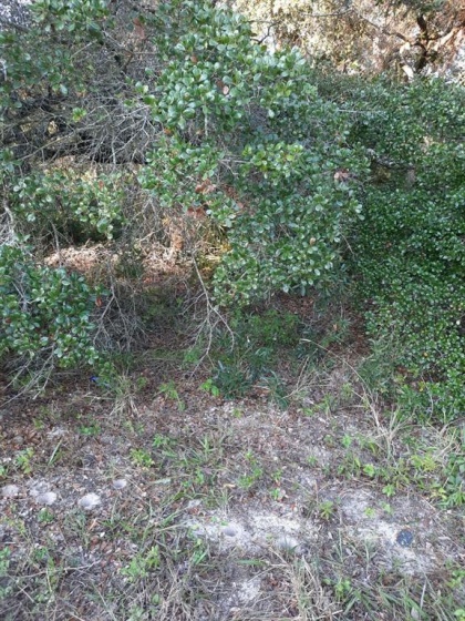 24TH TERRACE, OCALA, Florida 34473, ,Land,For Sale,24TH,OM628992