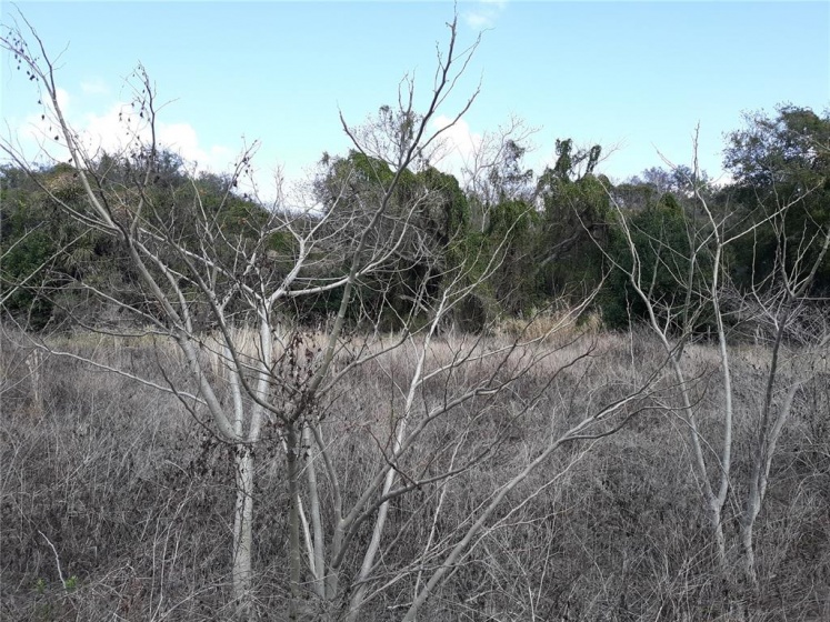 13119 HOOK STREET, CLERMONT, Florida 34711, ,Land,For Sale,HOOK,G4810580