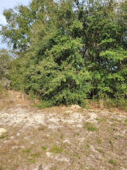 SW 43RD CIR., OCALA, Florida 34473, ,Land,For Sale,SW 43RD CIR.,OM631224