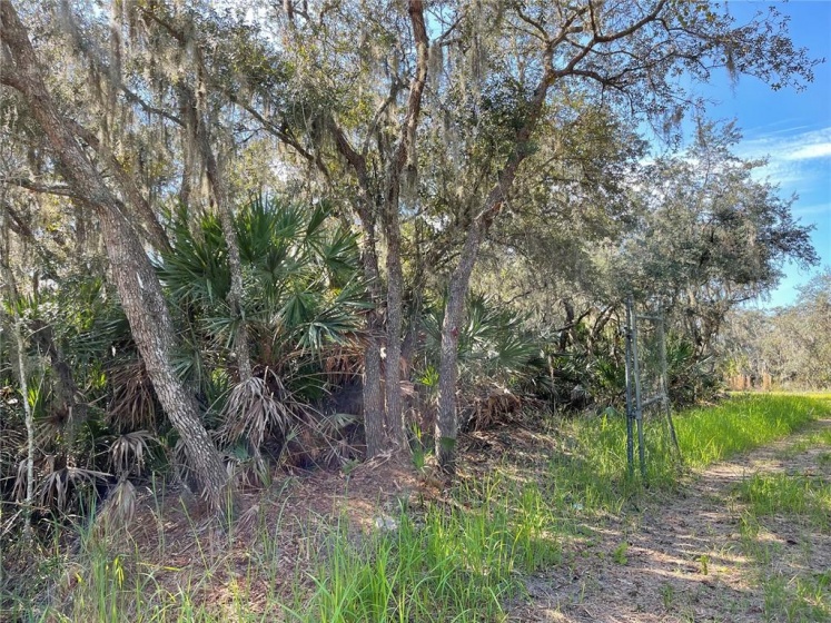 0 SAND DOLLAR STREET, LAKE WALES, Florida 33859, ,Land,For Sale,SAND DOLLAR,L4926992