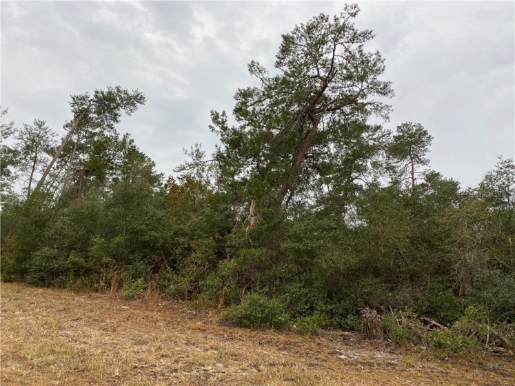 TBD 35 TERR, OCALA, Florida 34473, ,Land,For Sale,35 TERR,OM612912