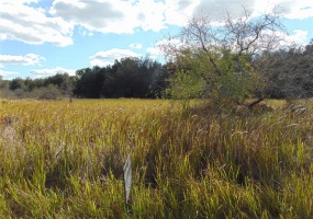 WILLOW ROAD, OCALA, Florida 34472, ,Land,For Sale,WILLOW,G5050442