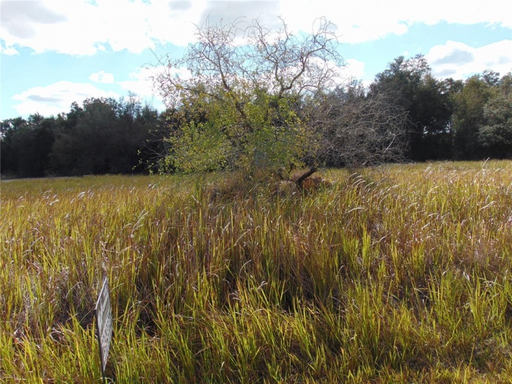 WILLOW ROAD, OCALA, Florida 34472, ,Land,For Sale,WILLOW,G5050442