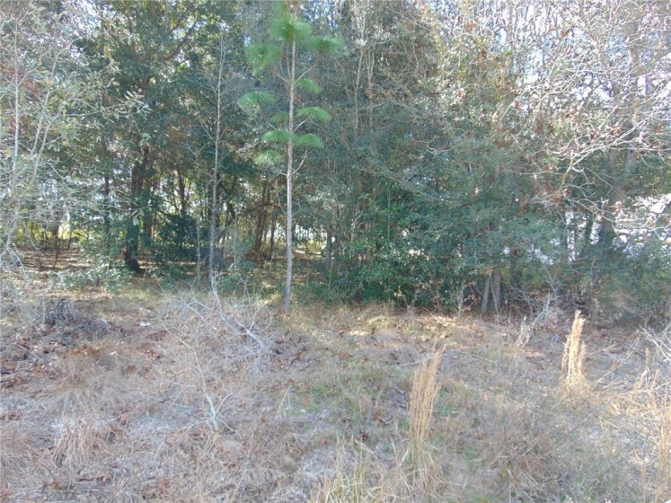 WILLOW ROAD, OCALA, Florida 34472, ,Land,For Sale,WILLOW,G5050462