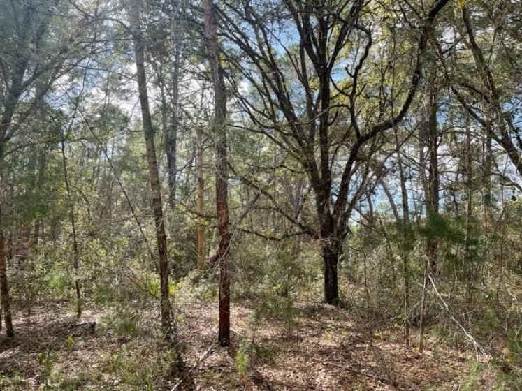Lot 2 38TH AVENUE ROAD, OCALA, Florida 34473, ,Land,For Sale,38TH AVENUE,OM632614