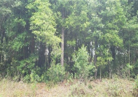 3310 56TH STREET, OCALA, Florida 34480, ,Land,For Sale,56TH,OM632899