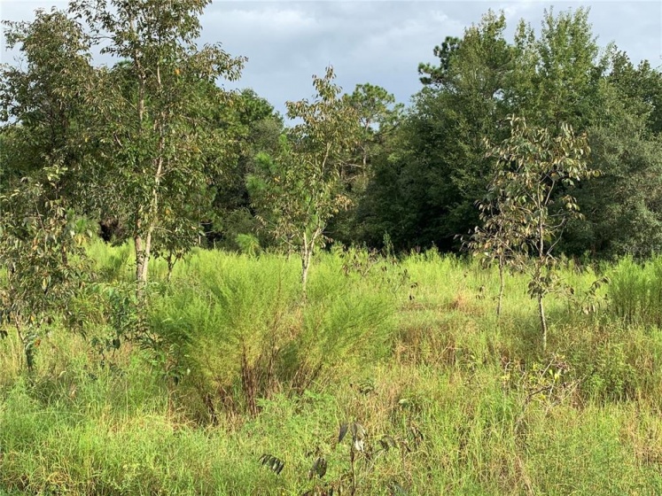 0 100TH STREET, OCALA, Florida 34476, ,Land,For Sale,100TH,OM626824