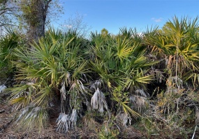 ORLANDO, Florida 32833, ,Land,For Sale,O6002908