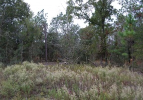 LOCUST PLACE, OCALA, Florida 34472, ,Land,For Sale,LOCUST,OM635343