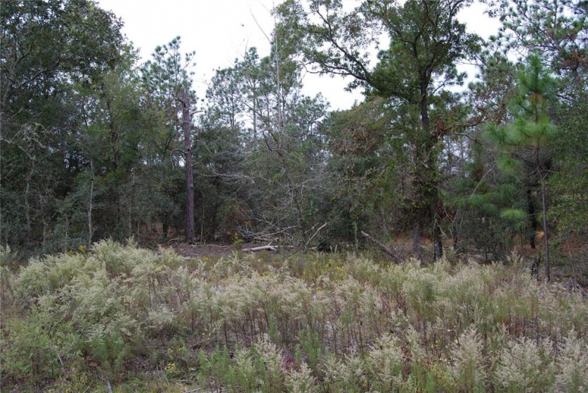 LOCUST PLACE, OCALA, Florida 34472, ,Land,For Sale,LOCUST,OM635343