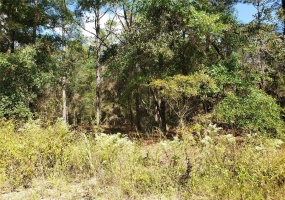 13TH STREET, OCALA, Florida 34481, ,Land,For Sale,13TH,O6009095