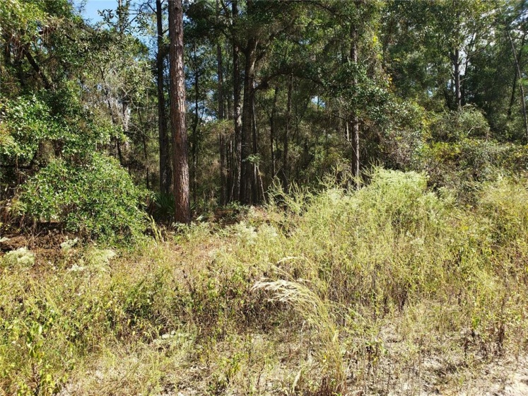 13TH STREET, OCALA, Florida 34481, ,Land,For Sale,13TH,O6009095