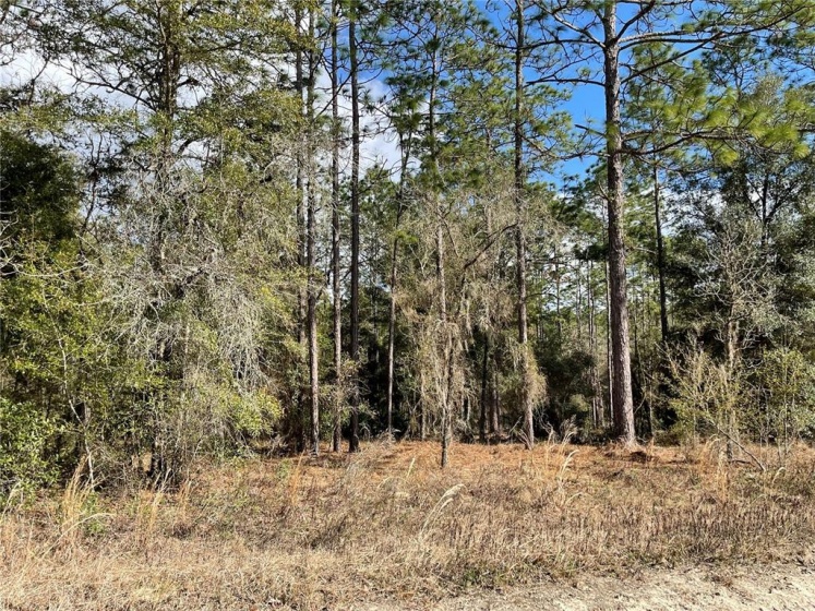 TBD SW 159TH COURT COURT, OCALA, Florida 34481, ,Land,For Sale,SW 159TH COURT,V4923535