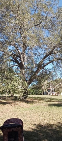 364 CAROLINA AVENUE, LAKE ALFRED, Florida 33850, ,Land,For Sale,CAROLINA,O6011148