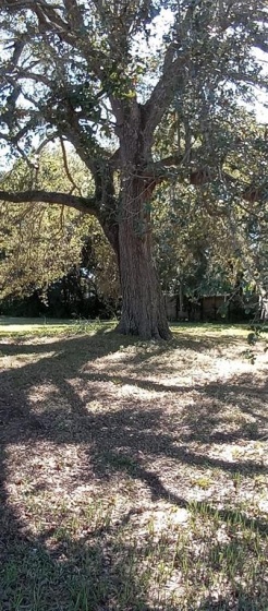 364 CAROLINA AVENUE, LAKE ALFRED, Florida 33850, ,Land,For Sale,CAROLINA,O6011148