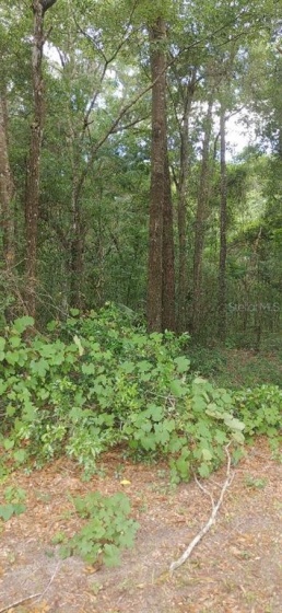 115TH STREET, OCALA, Florida 34474, ,Land,For Sale,115TH,G5053314