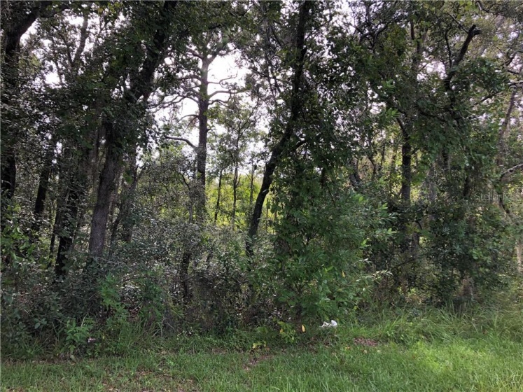 14913 ARRENA ROAD, WINTER GARDEN, Florida 34787, ,Land,For Sale,ARRENA,G5018389